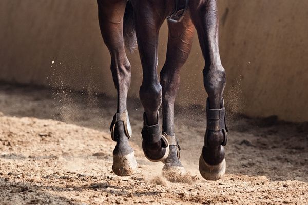 Reiten in der Halle