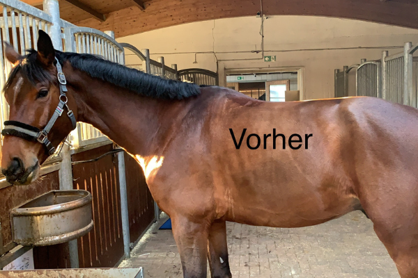 Pferd Seitenbild Vorher Vergleichsbild