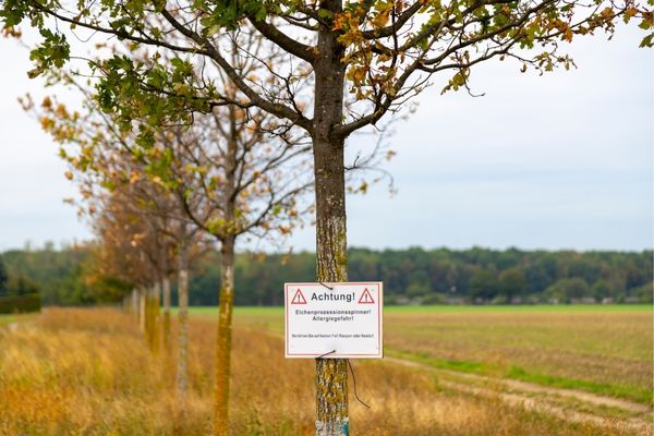 Eichenprozessionsspinner Gefahr Warnschild