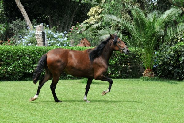 Paso Peruano trabt auf Wiese