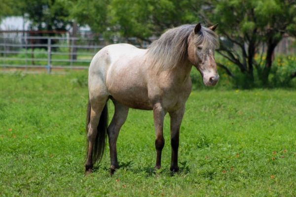 Pony of the Americas steht auf Rasen