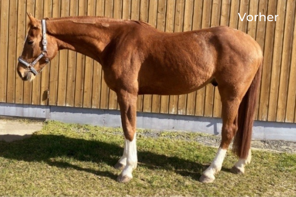 Pferd im Seitenbild im Stand Vorher