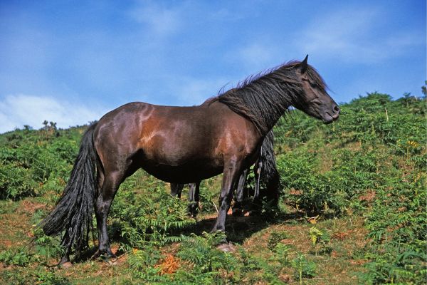 Pottok Pony steht auf Wiese