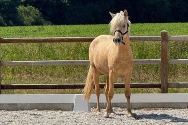 Galiceno Pony