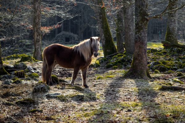 Gotland-Pony steht im Wald