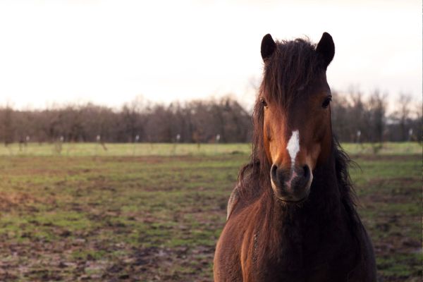 Hackney Pony
