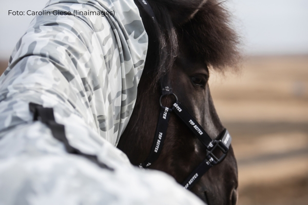 Ekzemerdecke beim Pferd: Pferd schaut in Ferne