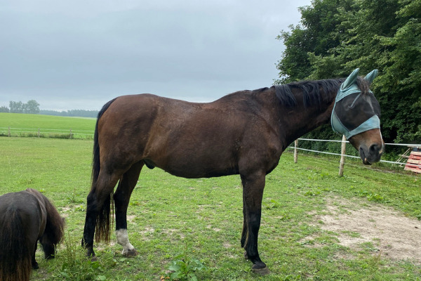 Brauner Warmblutwallach steht mit Shetlandpony auf der Weide