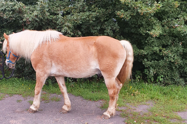 Haflinger im Seitenbild im Schritt vor Bäumen