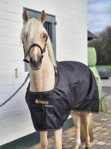 Erfahrungen mit Bucas Irish Turnout Decke