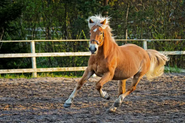 Haflinger galoppiert.