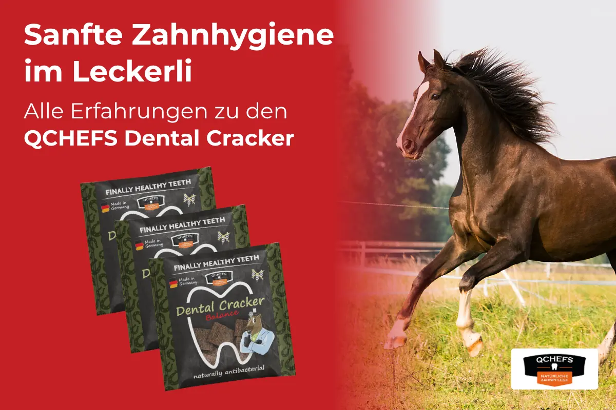 Werbegrafik für QCHEFS Dental Cracker für Pferde. Links der Text „Sanfte Zahnhygiene im Leckerli – Alle Erfahrungen zu den QCHEFS Dental Cracker“ vor rotem Hintergrund mit drei Packungen des Produkts. Rechts ein braunes Pferd im Galopp auf einer grünen Koppel.
