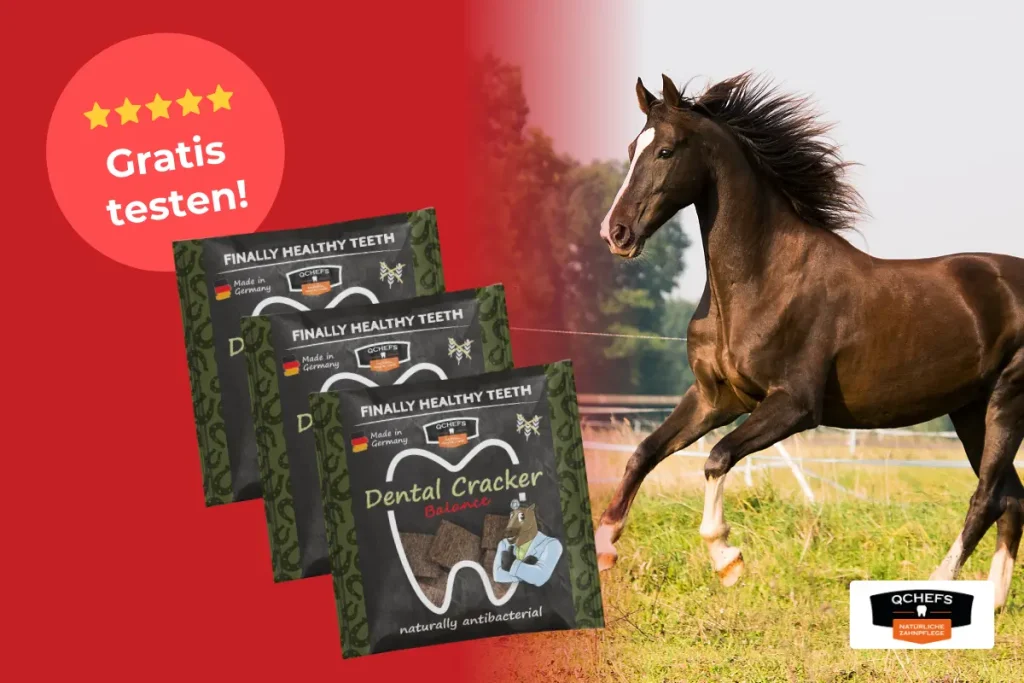 Produkttest mit QCHEFS bei ehorses