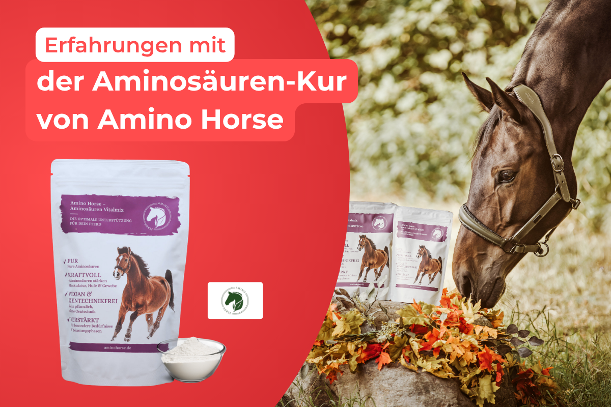 Werbegrafik mit der Aufschrift ‚Erfahrungen mit der Aminosäuren-Kur von Amino Horse‘. Auf der linken Seite befindet sich eine weiße Standbodenbeutel-Verpackung des ‚Aminosäuren Vitalmix‘ mit einer Schale Pulver. Rechts steht ein braunes Pferd mit Halfter im Freien neben weiteren Produktverpackungen und Herbstlaub.