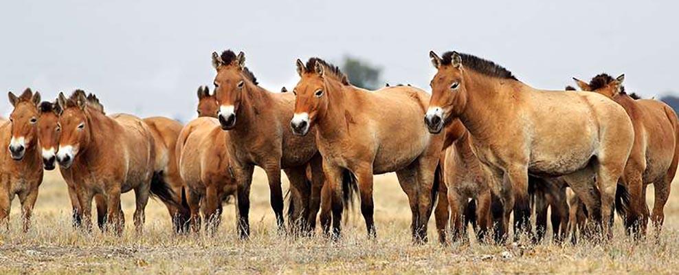 Przewalski