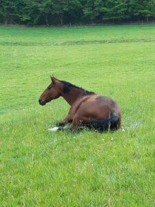 Pferd liegt auf Wiese