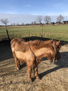 Shetlandpony steht auf dem Winterpaddock