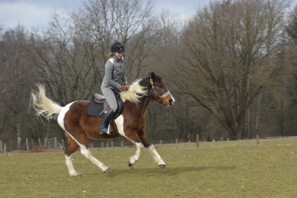 Galoppierendes Pferd auf einer Wiese