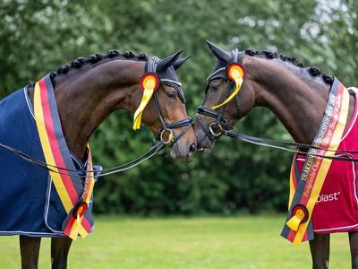 Trakehner Bundesturnier
