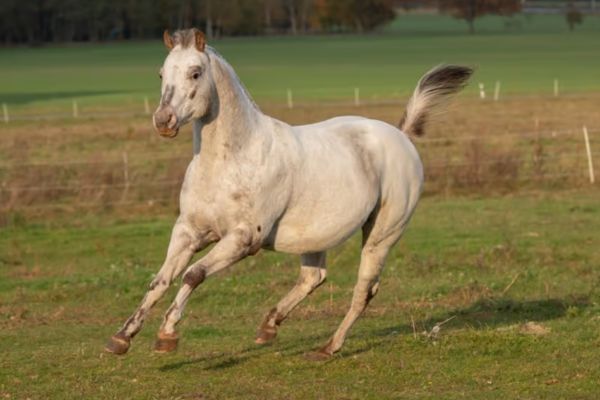 Pony of the Americas galoppiert auf Wise