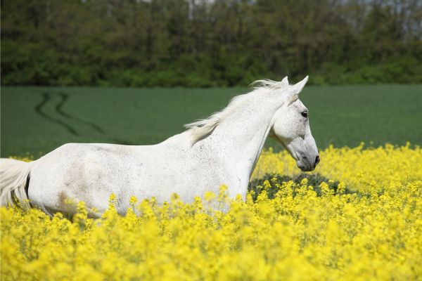 Furioso im Rapsfeld
