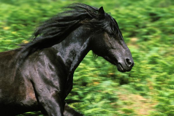 Pottok Pony galoppiert
