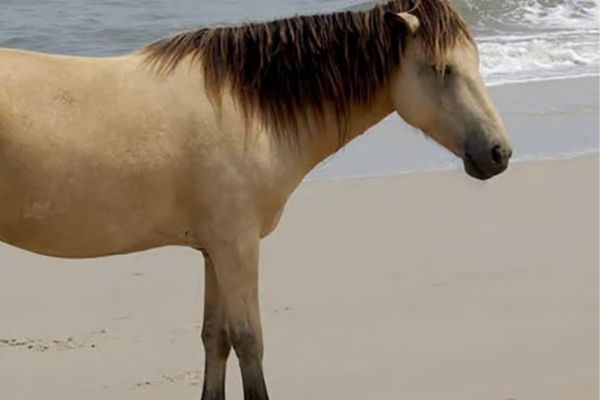 Galiceno Pony