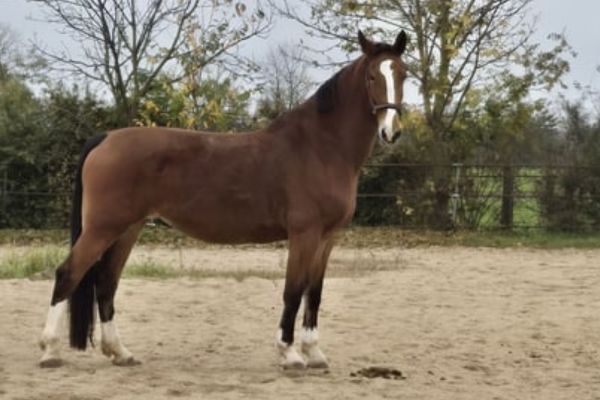 Gelderländer