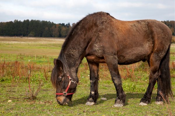 Gotland-Pony grast auf Wiese