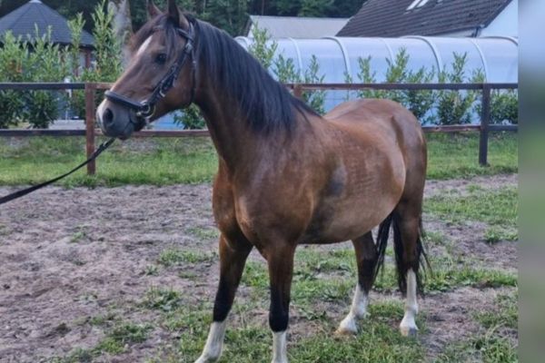 Hackney Pony
