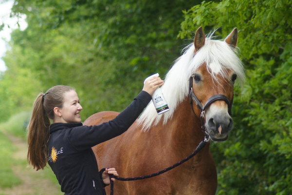 Equisept Fliegenspray an der Mähne vom Haflinger