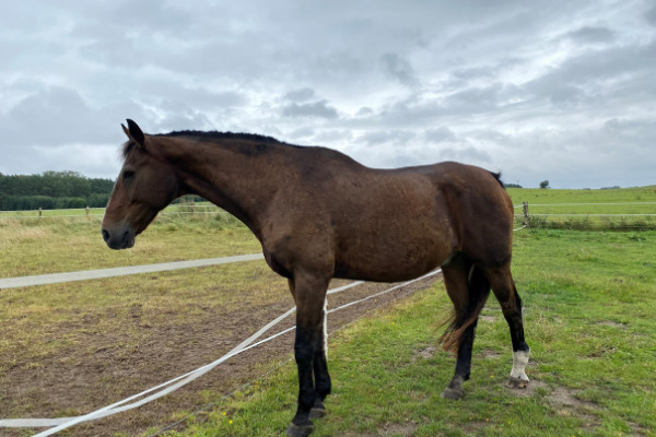 Brauner Warmblutwallach steht auf der Weide