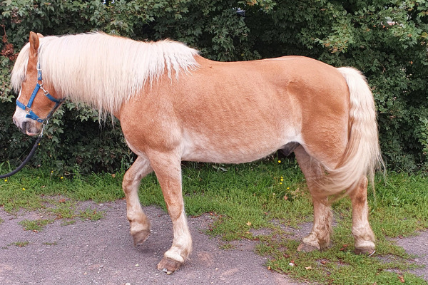 Haflinger im Seitenbild im Schritt