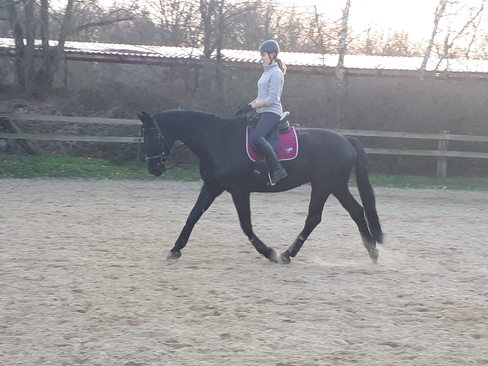 Ein Pferd wird im Trab von seiner Reiterin auf dem reitplatz geritten