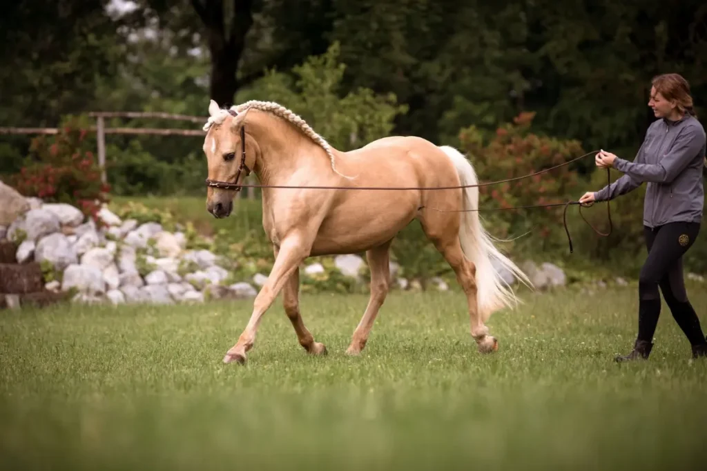 Eine Frau longiert ein helles Palomino-Pferd mit geflochtener Mähne auf einer grünen Wiese.