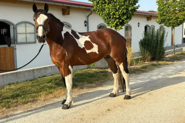 Ein braun-weiß geschecktes Pferd (Schecke) mit einer auffälligen weißen Blesse im Gesicht und dunkler Mähne steht mit Halfter und Strick auf einem befestigten Weg im Profil nach links gewendet, während es aufmerksam in die Kamera blickt. Das Pferd zeigt eine markante, unregelmäßige Scheckzeichnung auf dem Fell sowie weiße Fesseln und Beine. Im Hintergrund befindet sich ein langes, weißes Stallgebäude mit Boxentüren, Fenstern, kleinen Bäumen und Sträuchern unter einem leicht sonnigen Himmel.