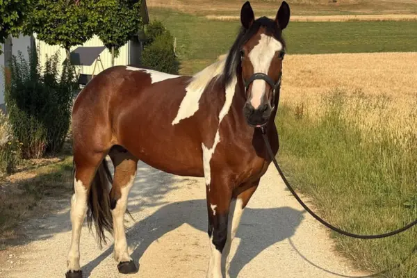 Ein braun-weiß geschecktes Pferd (Schecke) mit einer auffälligen weißen Blesse im Gesicht, dunklem Kopf und teils hellen Strähnen in der Mähne steht mit Halfter und Führstrick auf einem geschotterten Weg. Es ist schräg von vorne fotografiert und blickt aufmerksam direkt in die Kamera. Das Pferd zeigt eine markante, unregelmäßige Scheckzeichnung, weiße Flecken am Hals und Rücken sowie weiße Beine. Im Hintergrund befindet sich links ein Gebäude mit Bäumen und einer Schaukel, rechts erstreckt sich ein großes, reifes Getreidefeld unter einer hügeligen Landschaft im warmen Sonnenlicht.