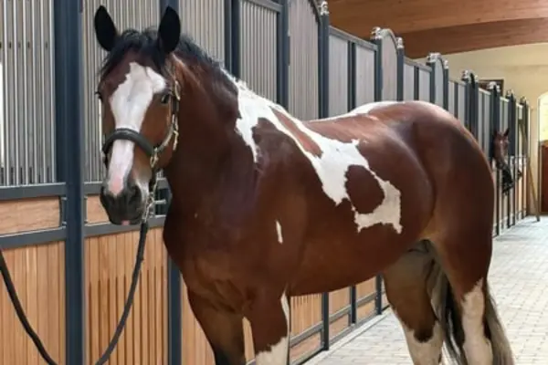 Ein braun-weiß geschecktes Warmblutpferd mit einer breiten weißen Blesse im Gesicht und dunkler Mähne steht mit einem Halfter in einer Stallgasse vor den Boxen. Das Pferd ist von der Seite fotografiert, blickt aufmerksam in Richtung Kamera und zeigt eine markante, unregelmäßige Scheckzeichnung auf dem Fell. Im Hintergrund ist die Stallgasse mit Boxentüren aus Holz und Gitterstäben zu sehen.