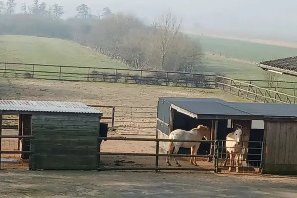 Blick auf zwei weitläufige, sandige Paddocks, die durch stabile Holzzäune voneinander getrennt sind. Im vorderen rechten Paddock stehen zwei helle Pferde, ein Schimmel und ein Palomino, in und vor einem einfachen Weideunterstand aus Holz mit dunklem Dach. Auf der linken Seite befindet sich ein kleinerer, geschlossener Unterstand aus hellen Holzplanken mit einem Wellblechdach. Im Hintergrund erstrecken sich weite, grüne Weideflächen, die von einer Baumreihe und Hecken gesäumt werden, und am Horizont liegt ein leichter Nebelschleier über der Landschaft.