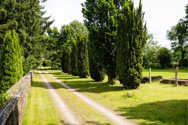 Eine idyllische, zweispurige Zufahrt, bestehend aus zwei unbefestigten Fahrstreifen, die sich durch eine saftig grüne Wiese schlängelt. Die Allee wird auf der rechten Seite von einer Reihe schlanker, hochgewachsener Nadelbäume gesäumt, während auf der linken Seite eine niedrige Natursteinmauer verläuft. Im Hintergrund, umgeben von dichtem, grünem Laubwald, lässt sich ein Gebäude erahnen.