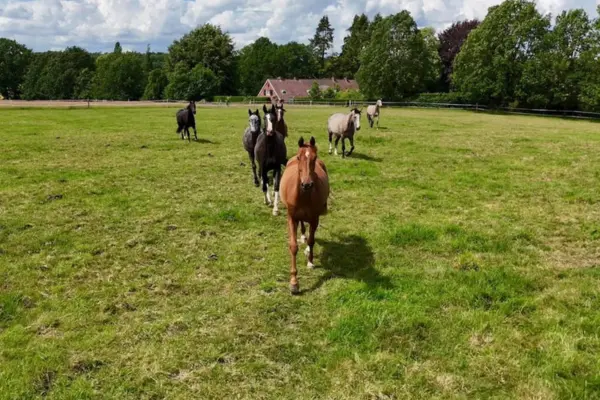 Eine Herde von etwa acht Pferden verschiedener Fellfarben galoppiert über eine weitläufige, saftig grüne Weide auf den Betrachter zu. An der Spitze läuft ein imposanter Fuchs, gefolgt von dunklen und helleren Pferden, die sich dynamisch über das Gras bewegen. Im Hintergrund begrenzt ein Waldrand mit dichten Bäumen die Koppel, vor dem das rote Dach eines landwirtschaftlichen Gebäudes oder Wohnhauses unter einem blauen Himmel mit weißen Wolken hervorsticht.