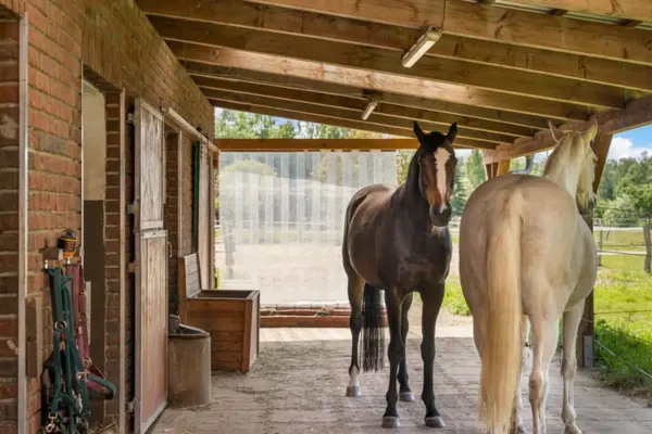 Blick in einen hellen, überdachten und gepflasterten Unterstand, der direkt an ein Stallgebäude aus rotem Backstein mit teilweise geöffneten hölzernen Stalltüren grenzt. Unter der offenen Holzbalkendecke stehen zwei Pferde entspannt beieinander: ein Dunkelbrauner mit markanter weißer Blesse, der in Richtung der Kamera blickt, und ein Schimmel, der dem Betrachter den Rücken zuwendet. An der linken Ziegelwand hängen Halfter und Stricke ordentlich an Haken, direkt daneben steht eine hölzerne Aufbewahrungstruhe. Im Hintergrund trennt ein transparenter Lamellenvorhang den überdachten Bereich von einem Sandpaddock und den angrenzenden sonnigen, grünen Weiden.