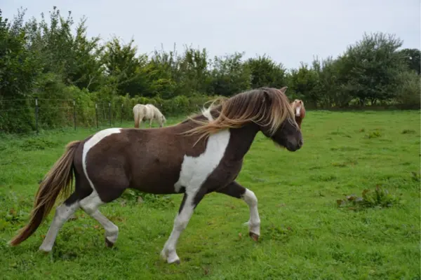 Ein braun-weiß geschecktes Islandpferd (Schecke) mit einer langen, wehenden Mähne, die im Wind nach vorne fliegt, läuft im Trab oder Tölt nach rechts über eine grüne Weide. Das Pony hat eine kräftige Statur, weiße Beine, eine auffällige Scheckzeichnung sowie einen mittellangen, bräunlichen Schweif und wird von der Seite in der Bewegung aufgenommen.