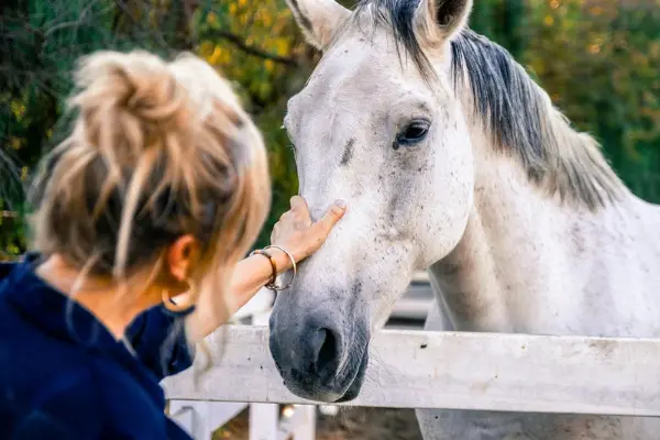 Eine Frau berührt behutsam den Kopf eines Schimmels am Zaun – emotionale Bindung und Vertrauen zwischen Mensch und Pferd.