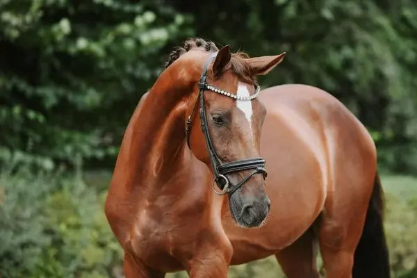 202610_ehorses_magazin_pferde_der_woche (17)