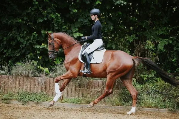 Reiterin in schwarzer Kleidung und weißer Reithose reitet ein fuchsfarbenes Pferd im Galopp auf einem Außenreitplatz vor einer grünen Hecke.