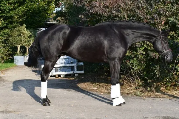 202610_ehorses_magazin_pferde_der_woche_rataplan (1)