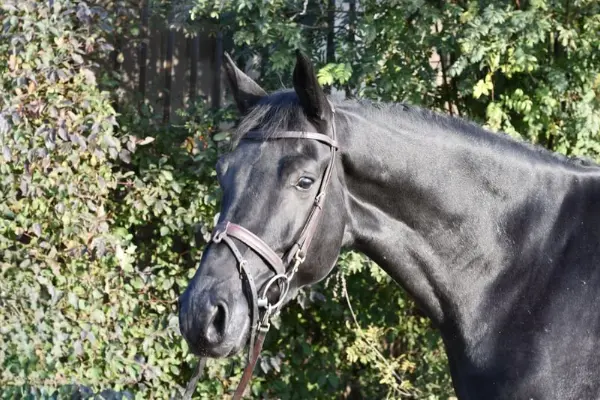 202610_ehorses_magazin_pferde_der_woche_rataplan (2)
