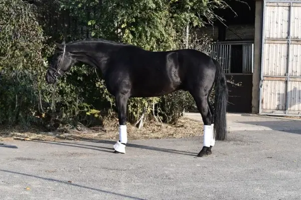 202610_ehorses_magazin_pferde_der_woche_rataplan