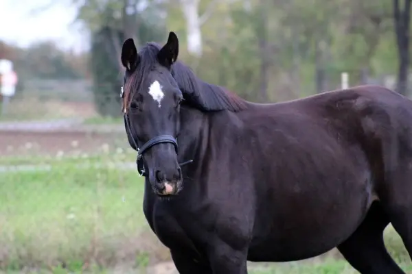 202610_ehorses_magazin_pferde_der_woche_stute (3)